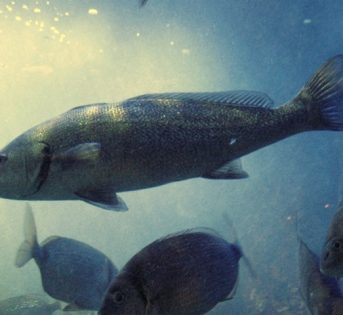 O come… ombrina, una specie molto gustosa e ricercata