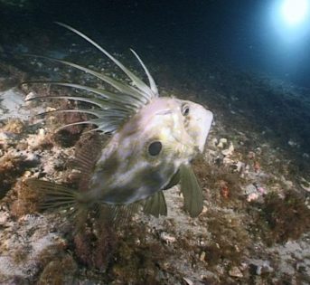 P come Pesce San Pietro… sapore distintivo e tante proprietà