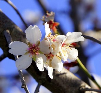 Clima, natura in tilt con finta primavera