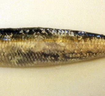 A…come Alaccia, pesce azzurro del Mediterraneo