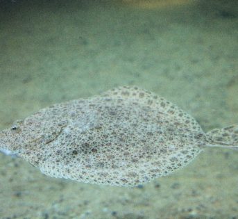 R come Rombo… un pesce straordinario e molto pregiato