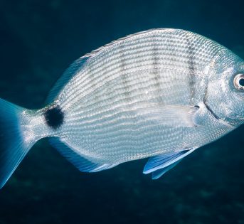 S… come Sarago, il pregiato pesce del Mediterraneo