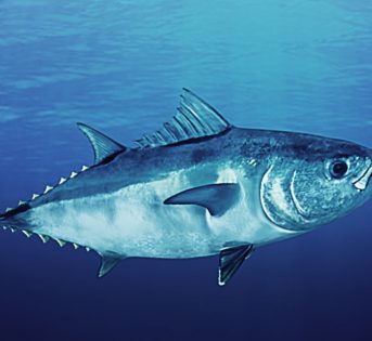 T… come tonno, il pregiato pesce pelagico