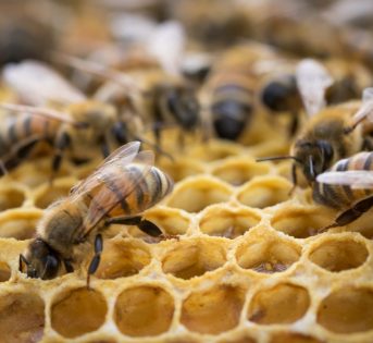 Giornata mondiale delle api, otto motivi per amarle