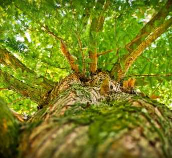 Foreste e boschi, 10 motivi per piantare un albero