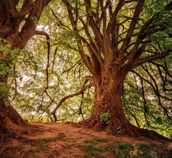 Foreste e boschi, 50 mln di alberi con Recovery Plan