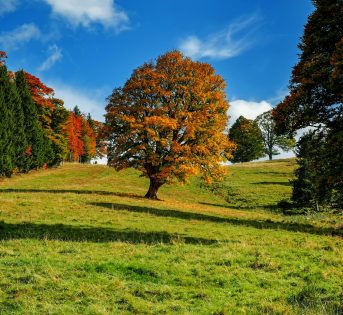 Foreste e boschi, il ruolo dell’agricoltura