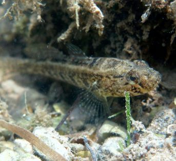 G…come Ghiozzo gò, pesce lagunare molto ricercato