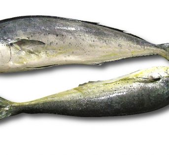 L… come Lampuga, pesce poco conosciuto dal ricco profilo nutrizionale