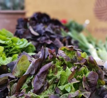 Insalata, fresca e salutare. Ma quale scegliere?