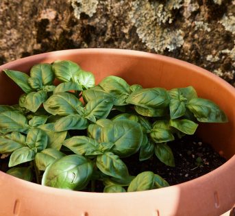 È boom di orti in balcone!