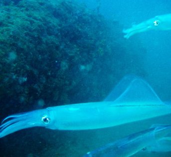 C… come calamaro, il versatile mollusco cefalopode