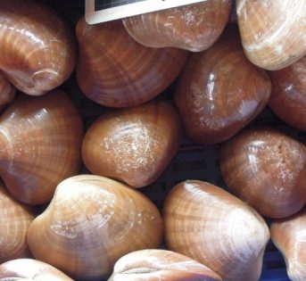 F…come fasolaro, il mollusco gustoso dal sapore invitante