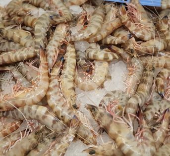 M… come Mazzancolla, il “gambero imperiale”