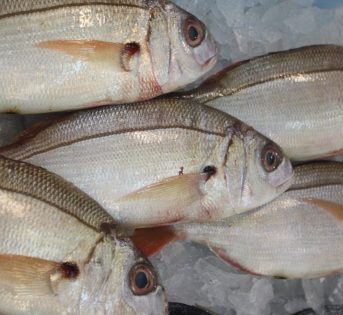 O… come Occhione, pesce gustoso dei nostri mari