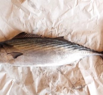 P… come palamita, il pesce azzurro dalle carni saporite