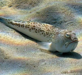 R.. come pesce ragno, meglio conosciuto con il nome di tracina