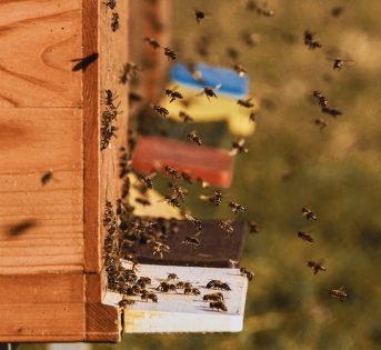 Giornata mondiale dell api: non solo miele