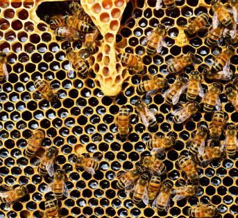 Giornata mondiale api, in pandemia consumi a +44%