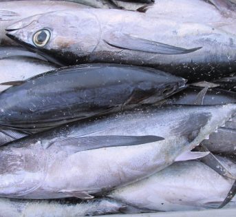 A… come alalunga, il pesce azzurro “cugino” del tonno