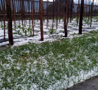 Maltempo: grandine sui raccolti, milioni di danni