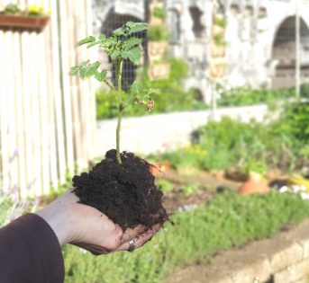 Giugno nell’orto, occhio alla luna!