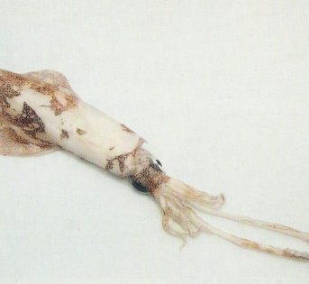 T… come totano, il mollusco a forma di freccia