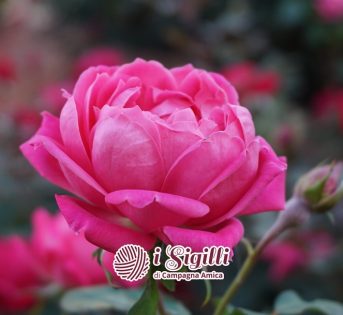 Rosa della Valle Scrivia, potere alla bellezza