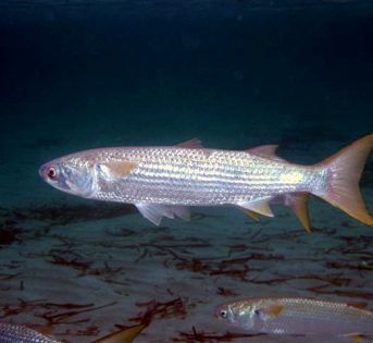 C… come cefalo, il pesce “povero” dei nostri mari