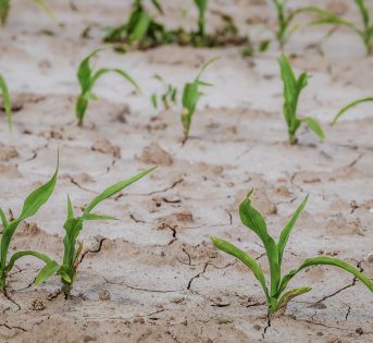Giornata desertificazione, addio a 1/4 della campagna italiana