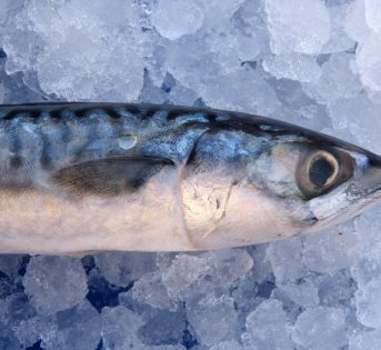 S…come Sgombro, il principe degli Omega-3