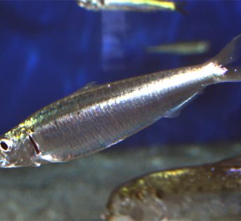 S… come sardina, pesce azzurro ricco di Omega-3