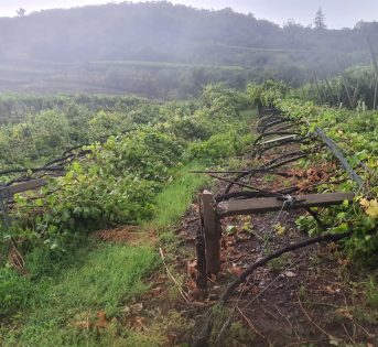 Maltempo, nelle campagne è calamità