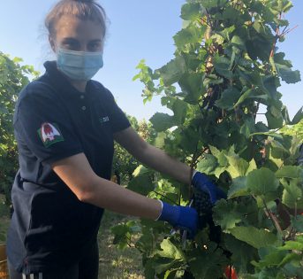 Vendemmia 2020, primato mondiale a rischio