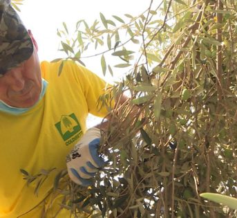 Al via alla raccolta delle olive in Italia