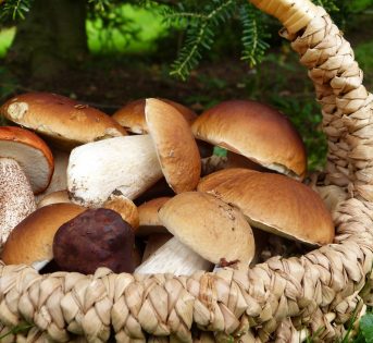 Funghi, scatta la corsa ai porcini. È boom nei boschi