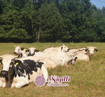 Dal Trentino al Piemonte: storia di una vacca a pois