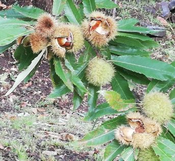 Autunno, arrivano le castagne italiane