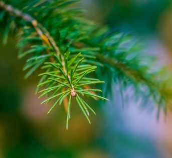 Natale, i segreti per l’albero giusto