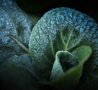 Maltempo, allarme gelo per verdure e ortaggi