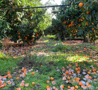 Maltempo, frane e allagamenti. Milioni di euro di danni nei campi