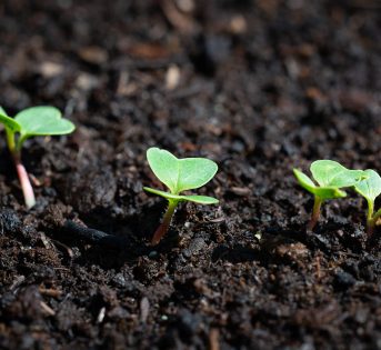 Febbraio nell’orto: i lavori, le semine e il raccolto