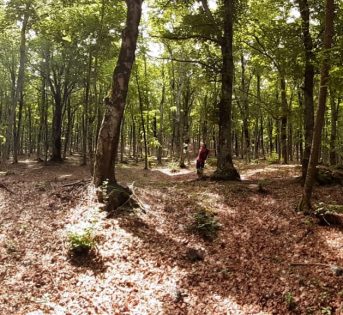 Foreste e boschi, i custodi della vita e del futuro del pianeta