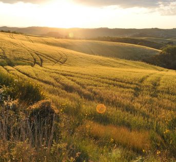 Agricoltura italiana la più green d’Europa