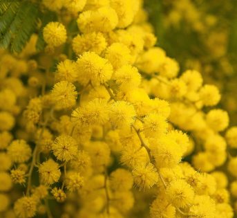 Clima, sole e mimose fiorite nei giorni della merla