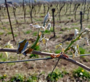 Maltempo, gelo brucia il 50% della frutta