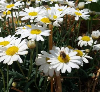 Le api: così piccole, così preziose