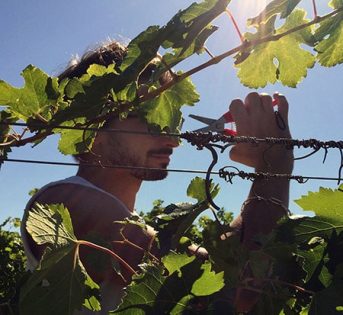VINO: COLDIRETTI/CAMPAGNA AMICA, SI CELEBRA LA VENDEMMIA NEI MERCATI CONTADINI E NEGLI AGRITURISMI