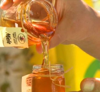 Giornata mondiale api, crolla del 30% il raccolto del miele