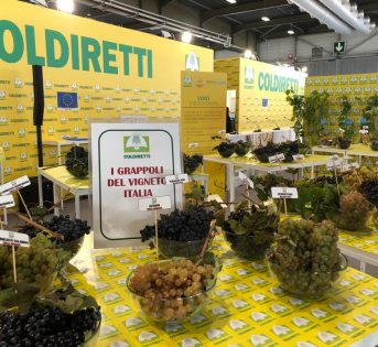 Vinitaly 2021, record storico di fatturato del vino a 12 miliardi